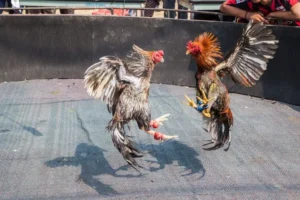 Khám Phá Cách Chơi Đá Gà GA28 Tại 23WIN Với Trận Đấu Tốc Độ 2 Khám Phá Cách Chơi Đá Gà GA28 Tại 23WIN Với Trận Đấu Tốc Độ