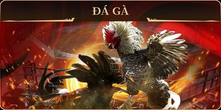 Khám Phá Cách Chơi Đá Gà GA28 Tại 23WIN Với Trận Đấu Tốc Độ