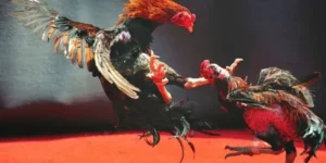 Hướng Dẫn Chi Tiết Cách Chơi Đá Gà WS168 Tại Sảnh Game 23WIN 1 Hướng Dẫn Chi Tiết Cách Chơi Đá Gà WS168 Tại Sảnh Game 23WIN